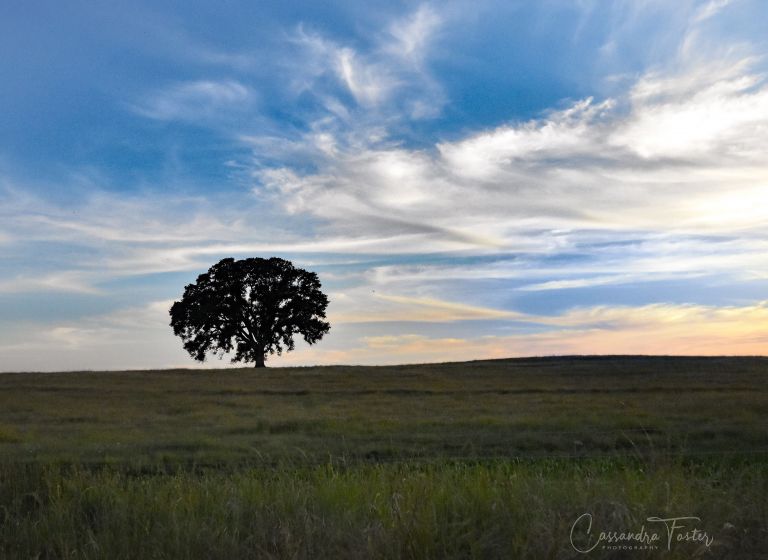 Lone Tree
